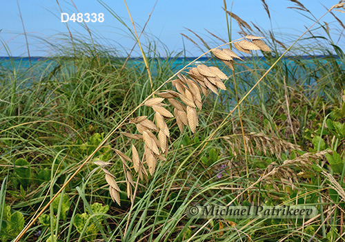 Sea Oats (Uniola paniculata)